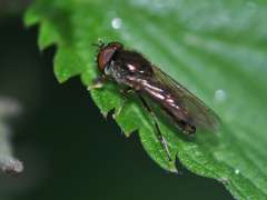 Platycheirus albimanus